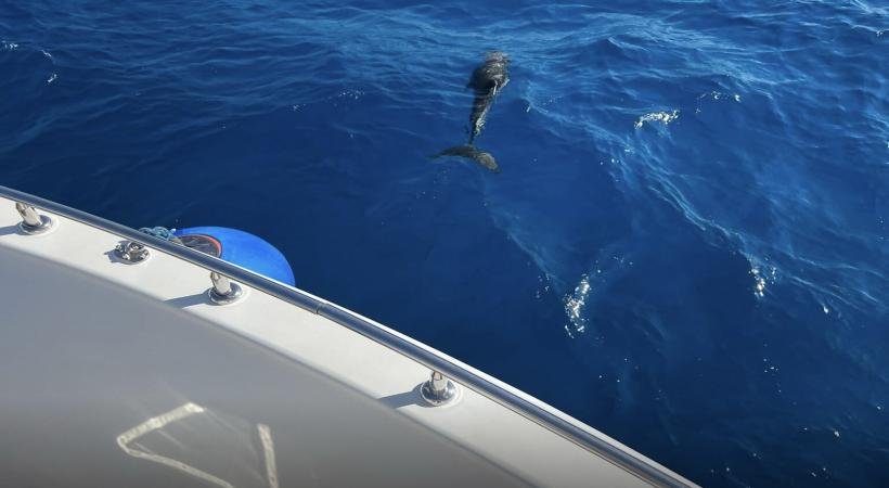 Dolphin House